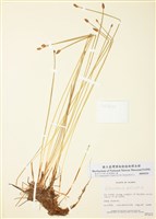 藏品(沼澤荸薺)的圖片